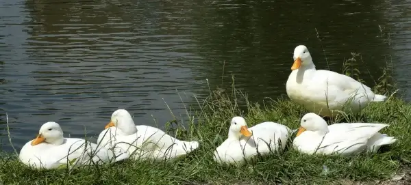 des canards en liberté pour un foie gras de qualité