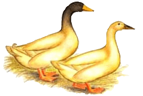 les foies gras d'Armagnoac, tradition, terroir et savoir faire d une ferme familiale